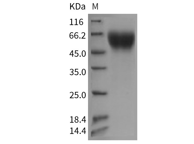Валидация Elabscience PKSM040731(4706)