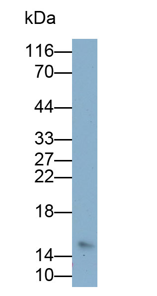 33277