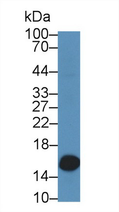 9121