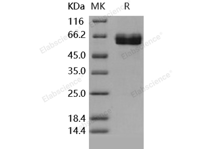 Валидация Elabscience PKSH031743(2379)