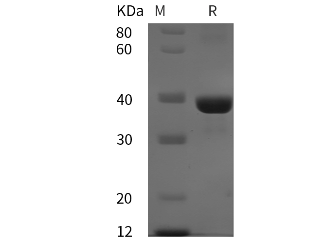 Валидация Elabscience PDEH100922(347)
