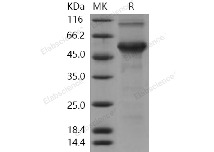 Валидация Elabscience PKSH030969(1785)