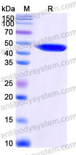 YHD16602, SDS-PAGE