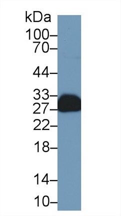 13682