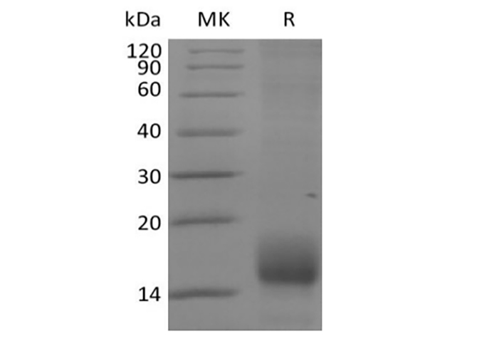 Валидация Elabscience PKSQ050104(5472)
