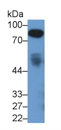 53344
