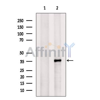 Валидация Affinity DF12174 - 6385