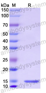Валидация SDS-PAGE - AntibodySystem RHG52001