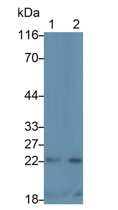 38839