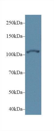 14582
