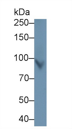 13445