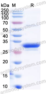 Валидация AntibodySystem YVV39402