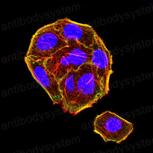 Валидация IF - AntibodySystem RHK13702