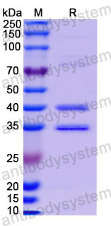 AHC27704, SDS-PAGE