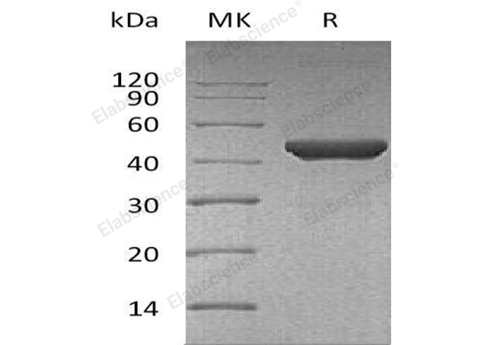 Валидация Elabscience PKSH032462(2932)