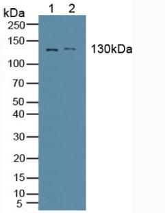6066