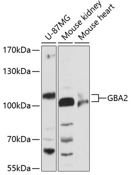 Валидация Elabscience E-AB-90504