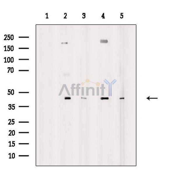 Валидация Affinity DF3751 - 14827