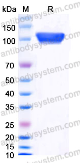 EHE38401, SDS-PAGE