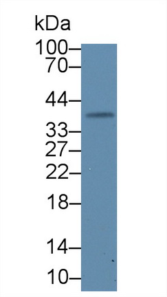 17636
