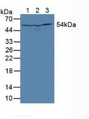 4358