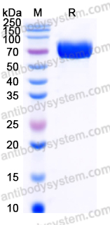 EHJ21602, SDS-PAGE
