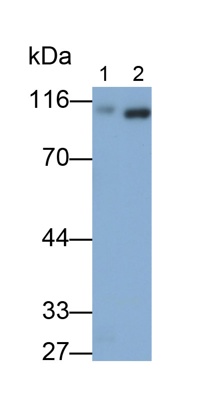 5281