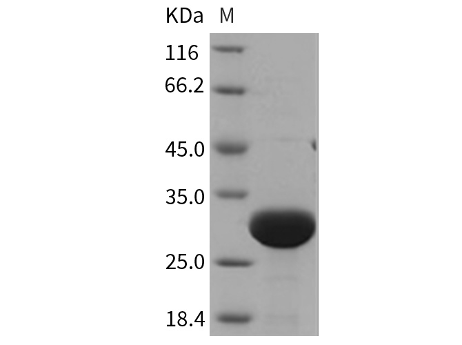Валидация Elabscience PKSR030368(5707)