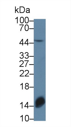 13832