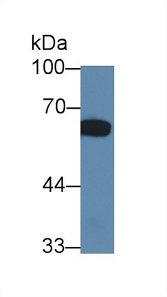12728