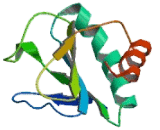 Protein Disulfide Isomerase A2 (PDIA2)