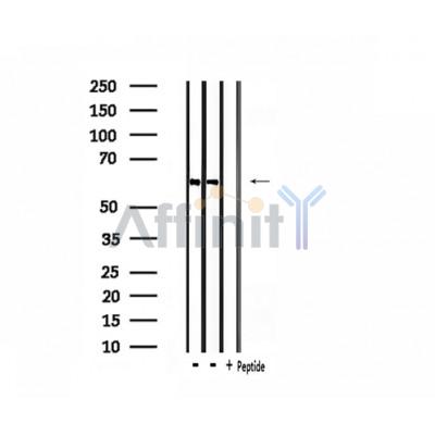 Валидация Affinity DF3930 - 15119