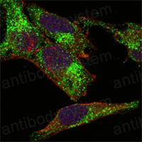 Валидация IF - AntibodySystem RHC13402