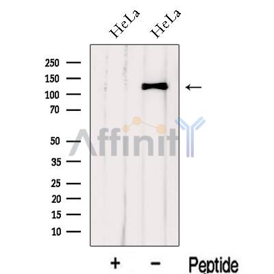 Валидация Affinity DF13099 - 7988