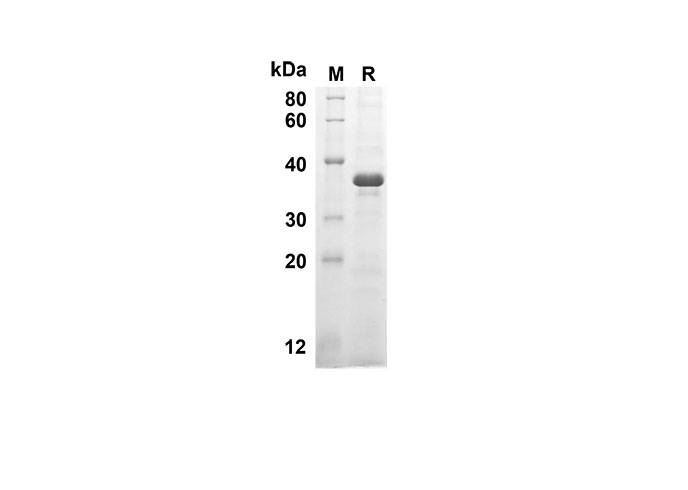 Валидация Elabscience PDEH100542(58)
