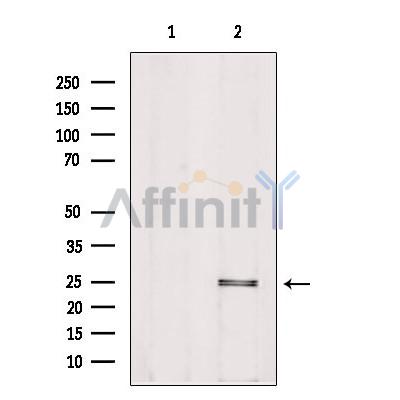 Валидация Affinity DF9748 - 22563