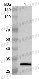 Валидация AntibodySystem PHB09801