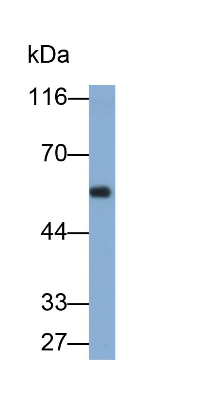 31441