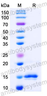 Валидация SDS-PAGE - AntibodySystem RCK81002