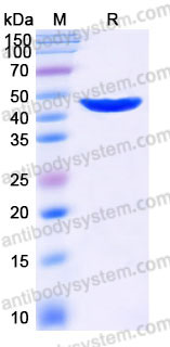 YHD22902, SDS-PAGE
