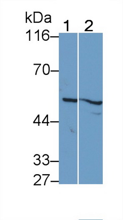 41154