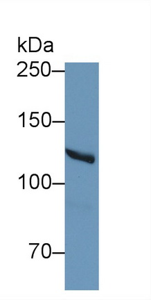 13124