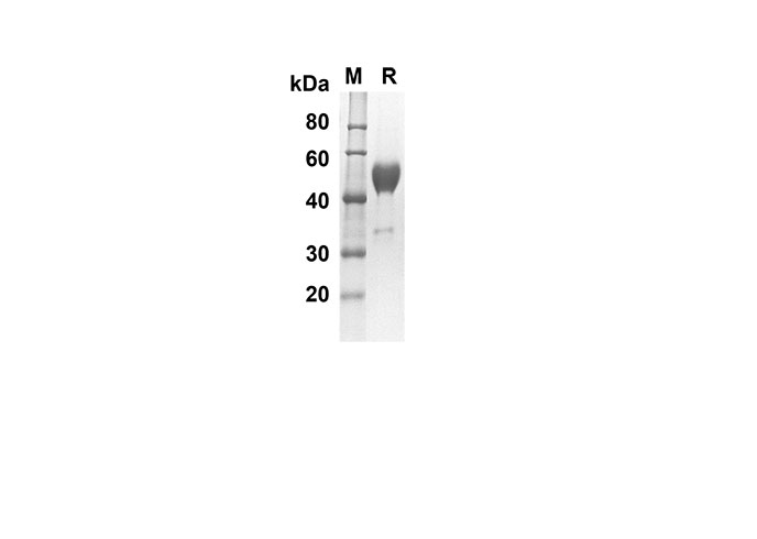 Валидация Elabscience PDMM100061(1034)