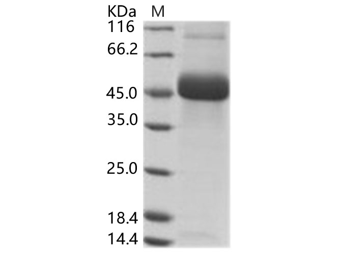 Валидация Elabscience PKSV030124(5901)