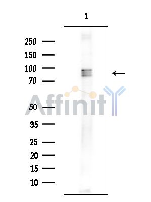 Валидация Affinity DF15699 - 12163