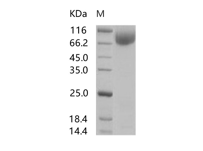 Валидация Elabscience PKSV030186(5963)