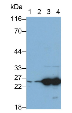 28437