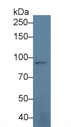 13988