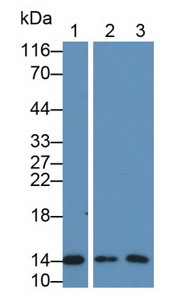 13070