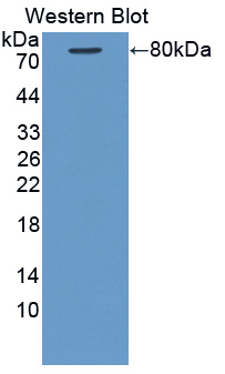 57242
